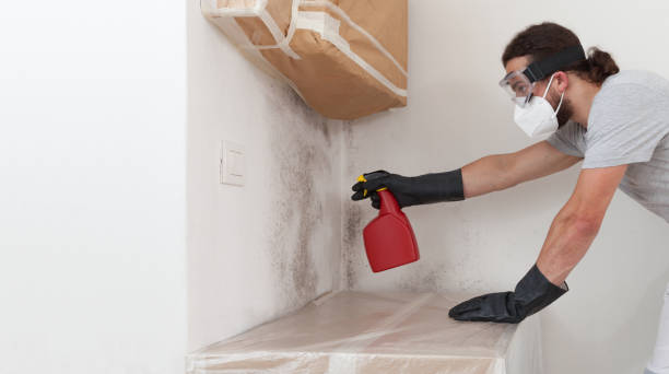 Professional Attic Mold Remediation technician working in Odessa, FL