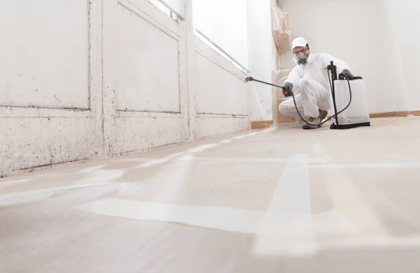24/7 Emergency Attic Mold Remediation experts in Odessa, FL