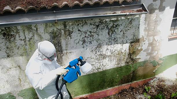 Top rated local Attic Mold Remediation specialists in Odessa, FL